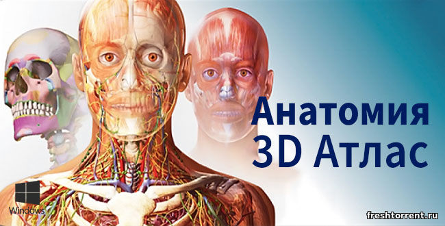 Полная версия Анатомия 3D Атлас для компьютера